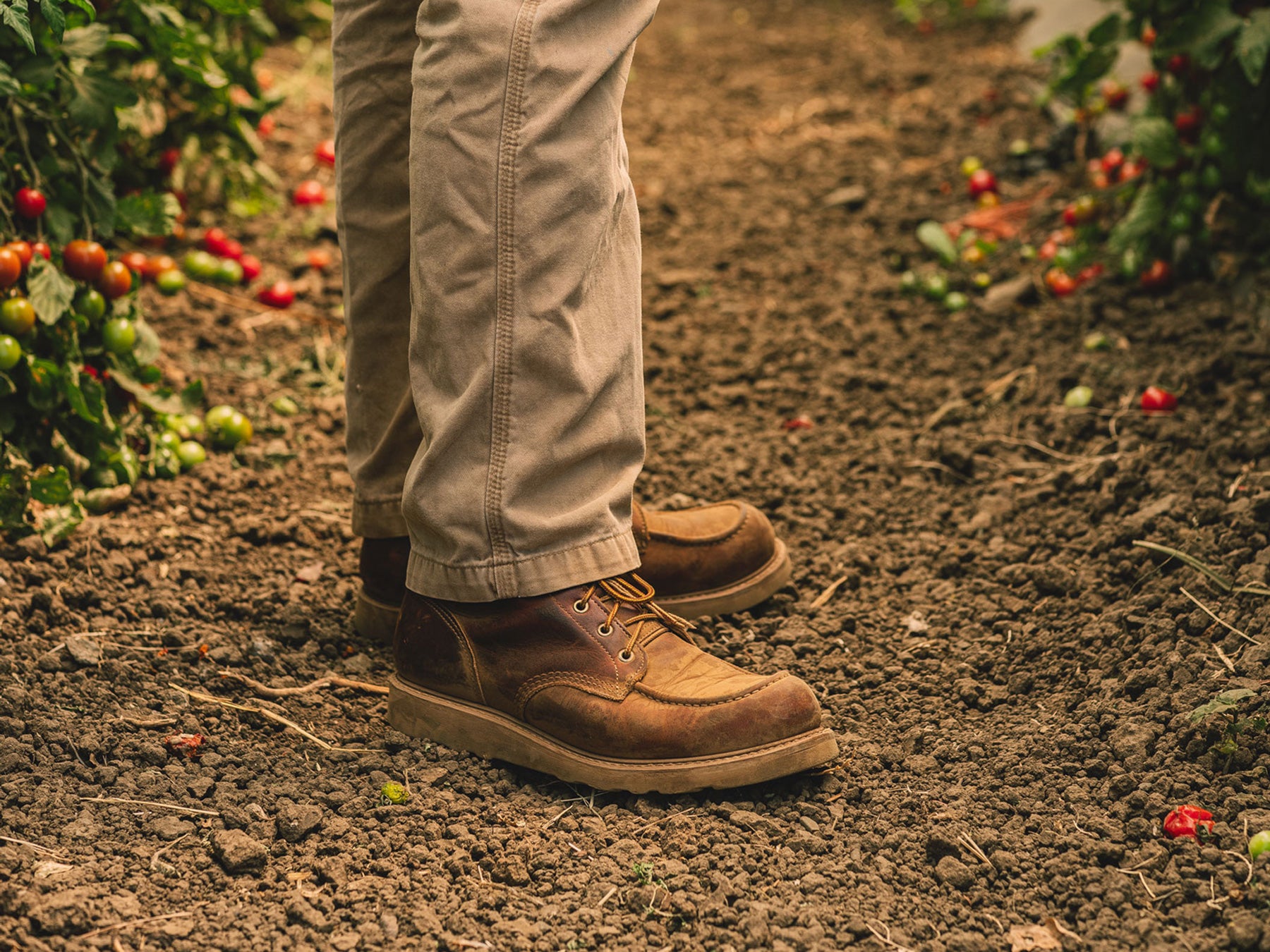 man standing in khaki pants in brown leather moc toe boots in rows of tomatoes